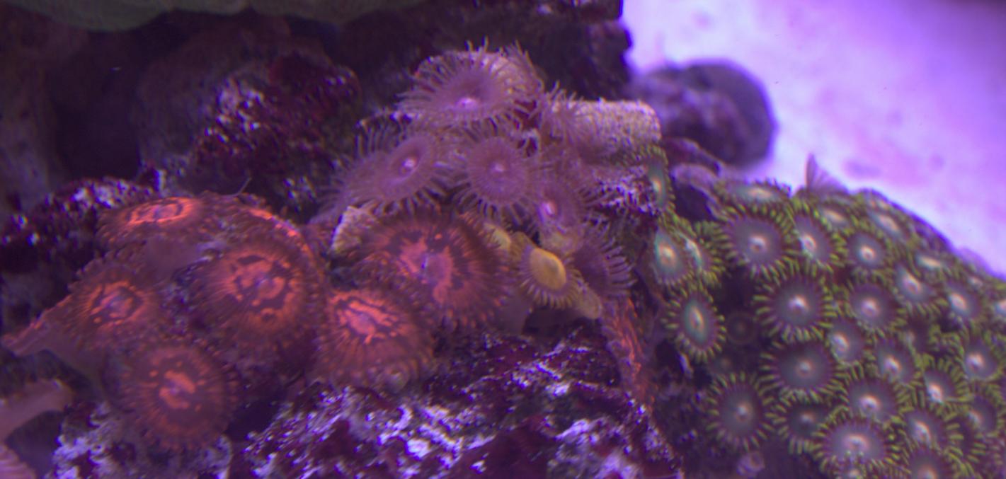 Zoanthid's.jpg