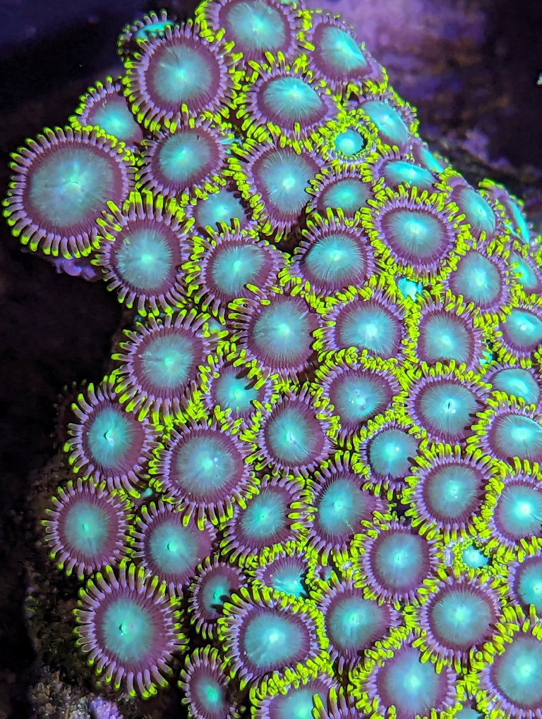 Zoanthids.png