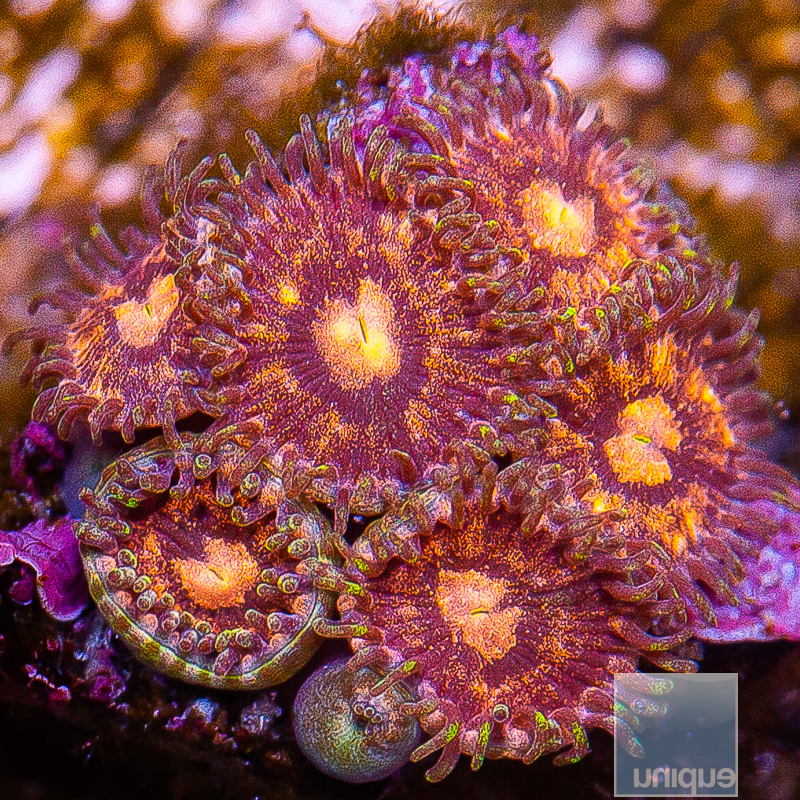 Zoanthids with Potential 149 56.JPG