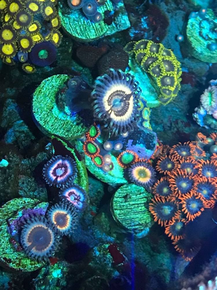 zoas 012121E.jpg