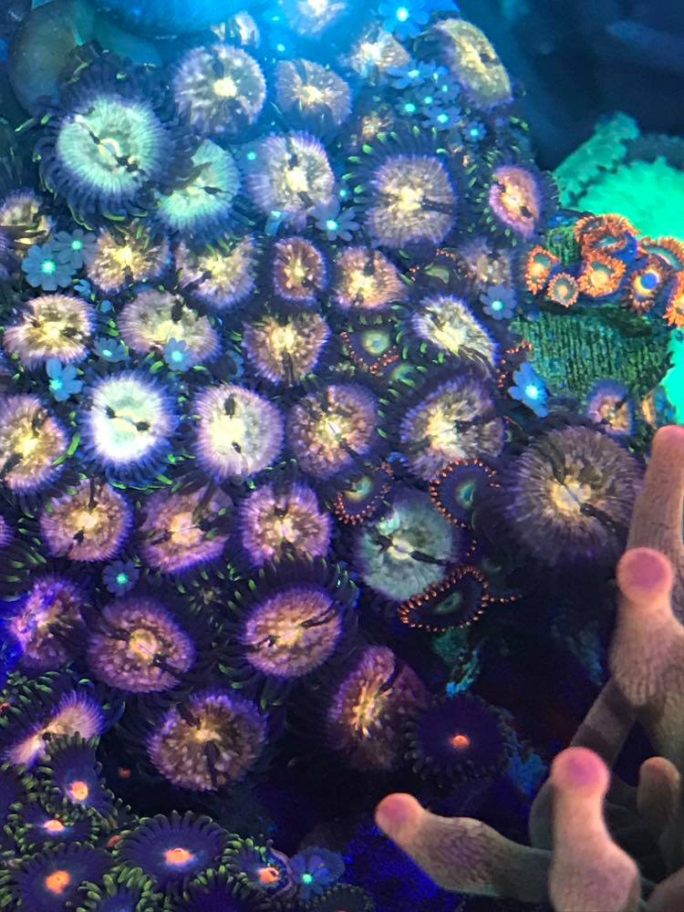 zoas 012121F.jpg