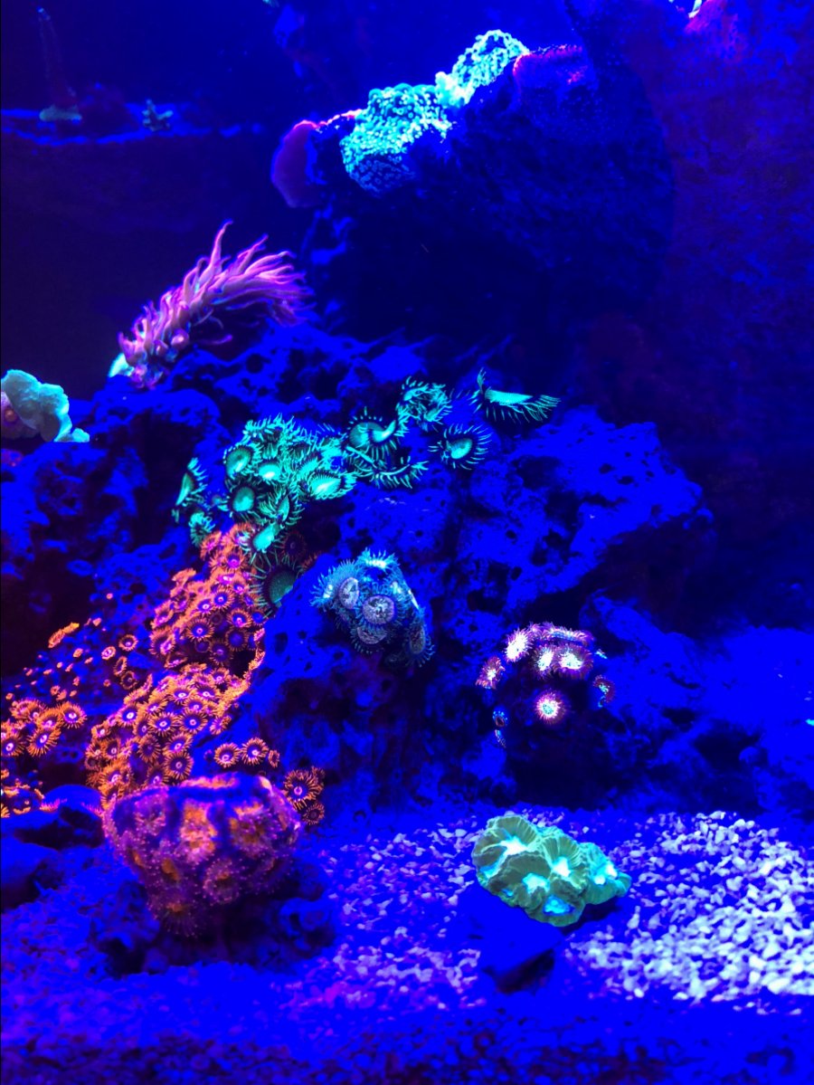 Zoas 1.jpg