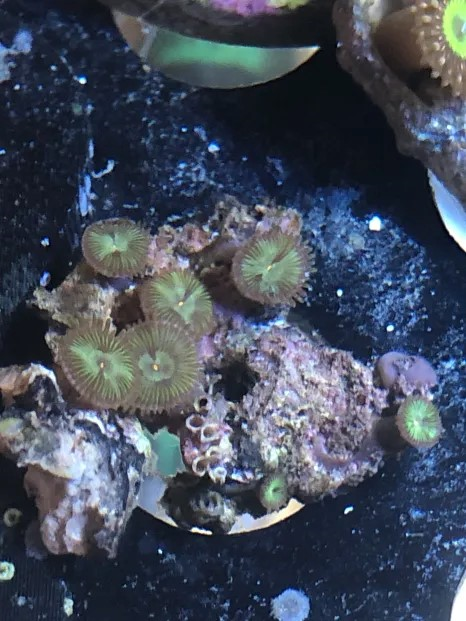 zoas 2.png