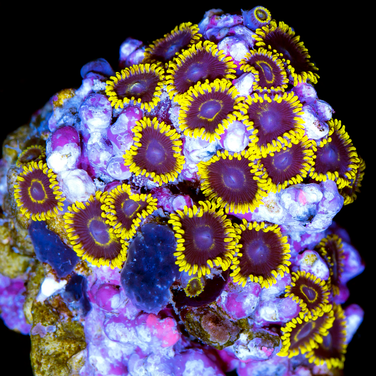 zoas-560.png