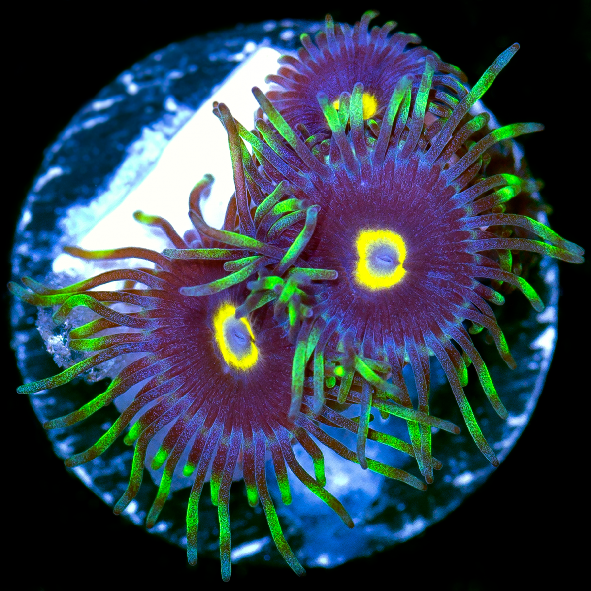 zoas-564.png