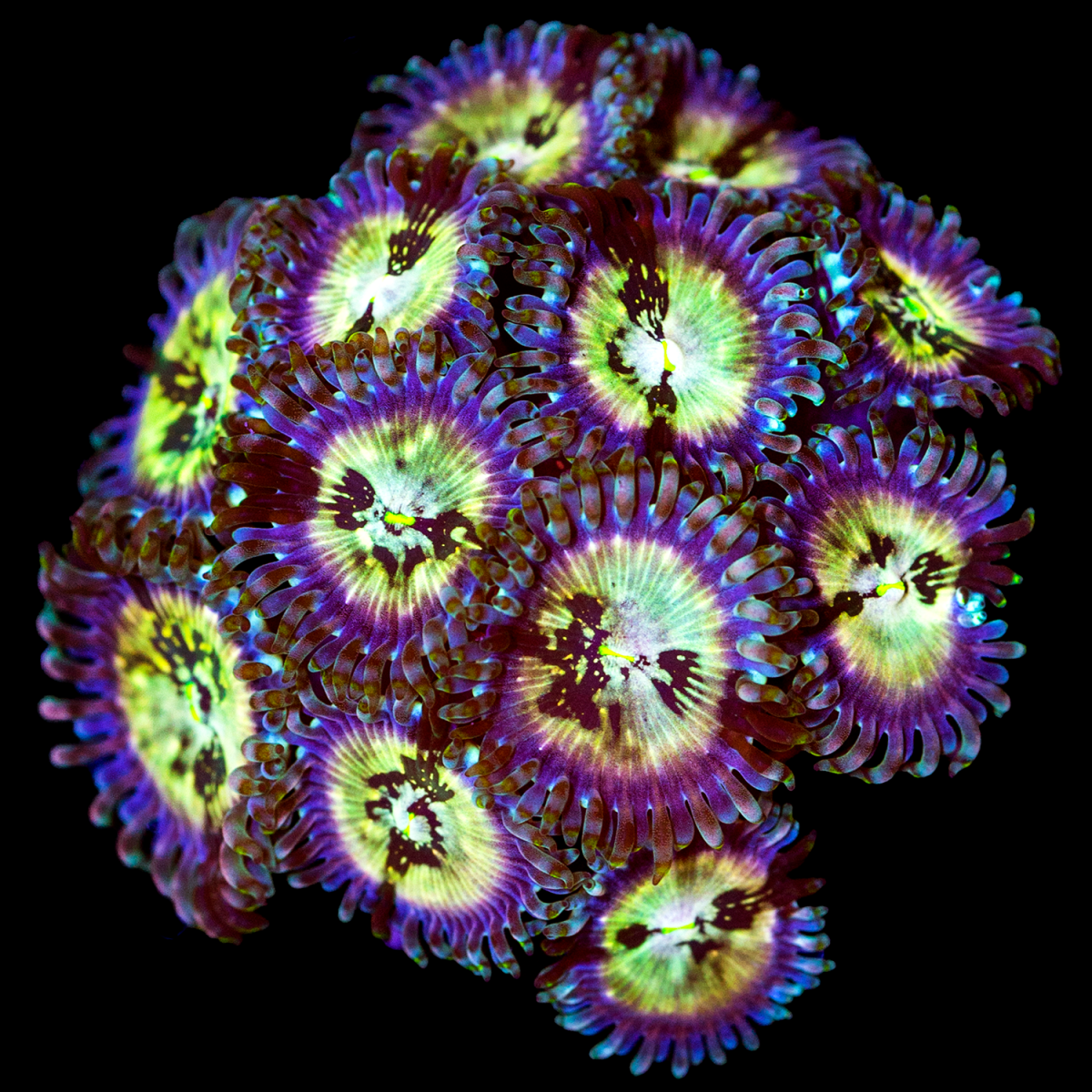 zoas-624.png