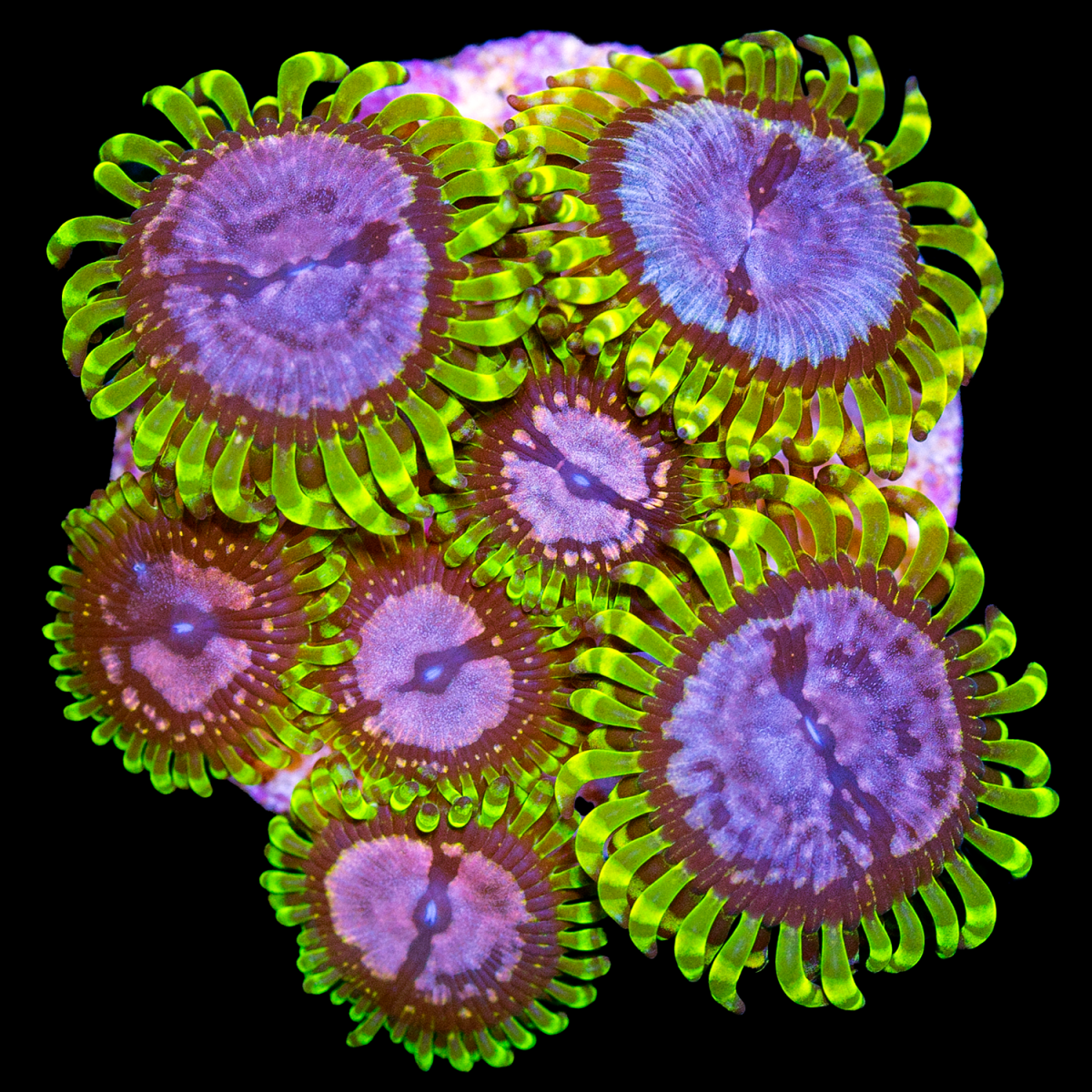 zoas-625.png