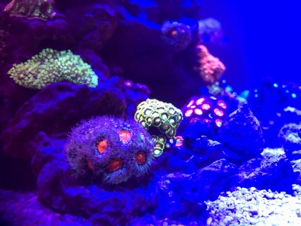 Zoas Acans 1.jpg