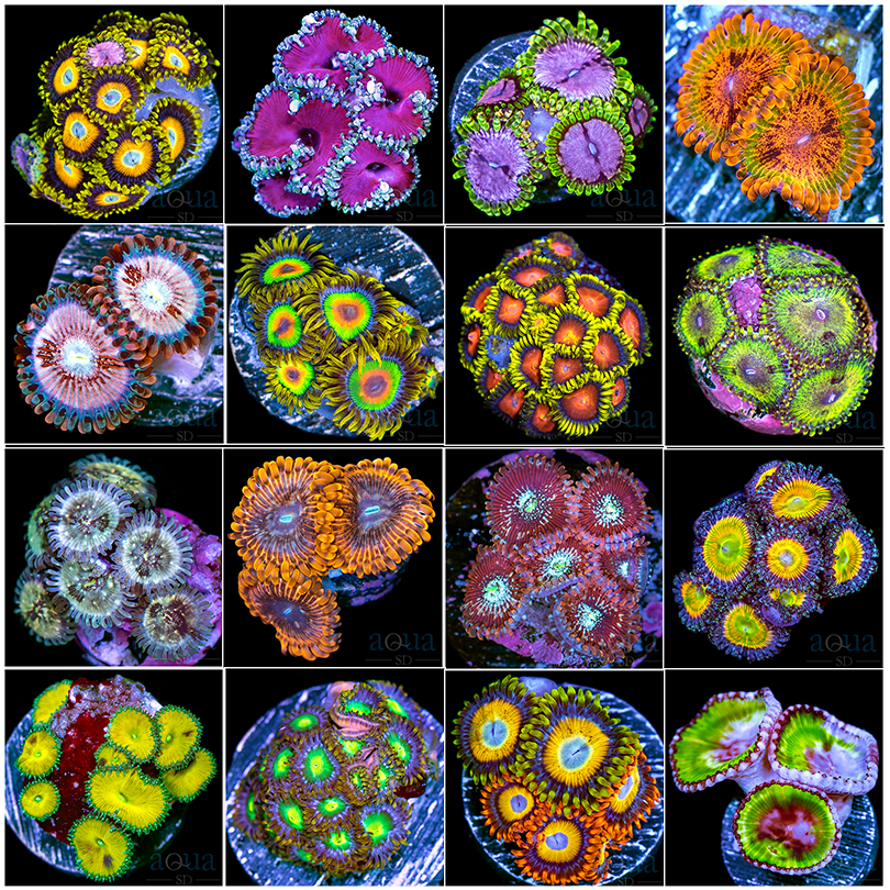 Zoas-Collage-1.png