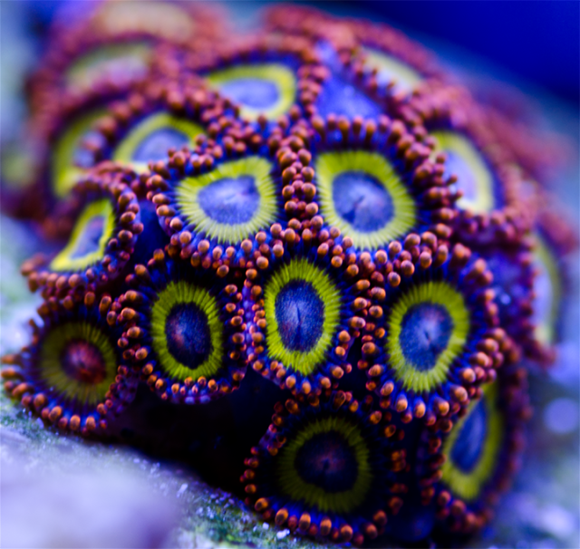 zoas F.png