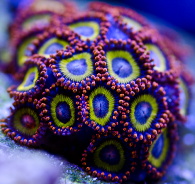 Zoas & Palys: A Kaleidoscope of Color | Reef2Reef