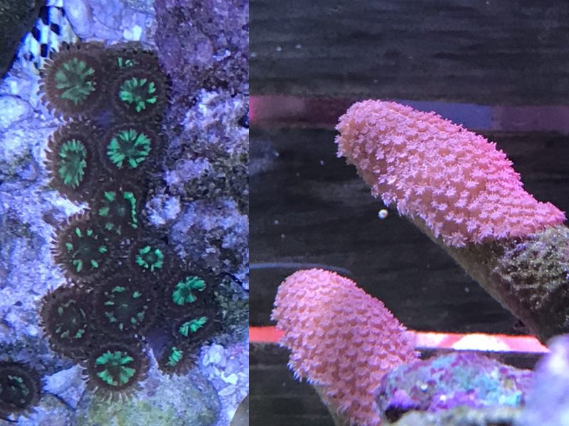 Zoas & Finger coral.jpg