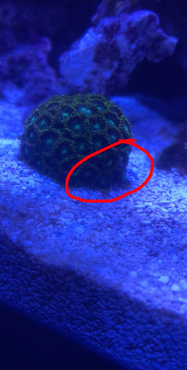 Zoas.jpg