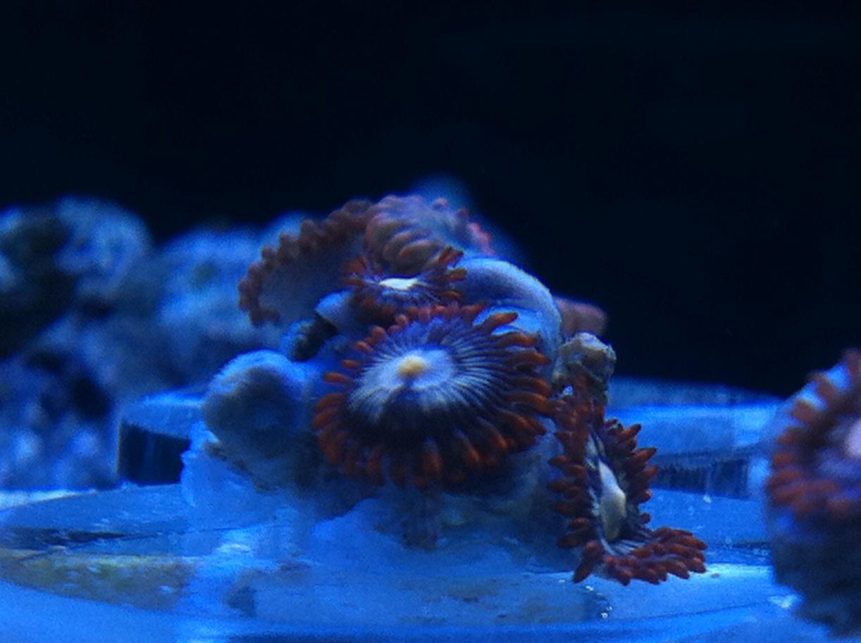 ZOAS.jpg