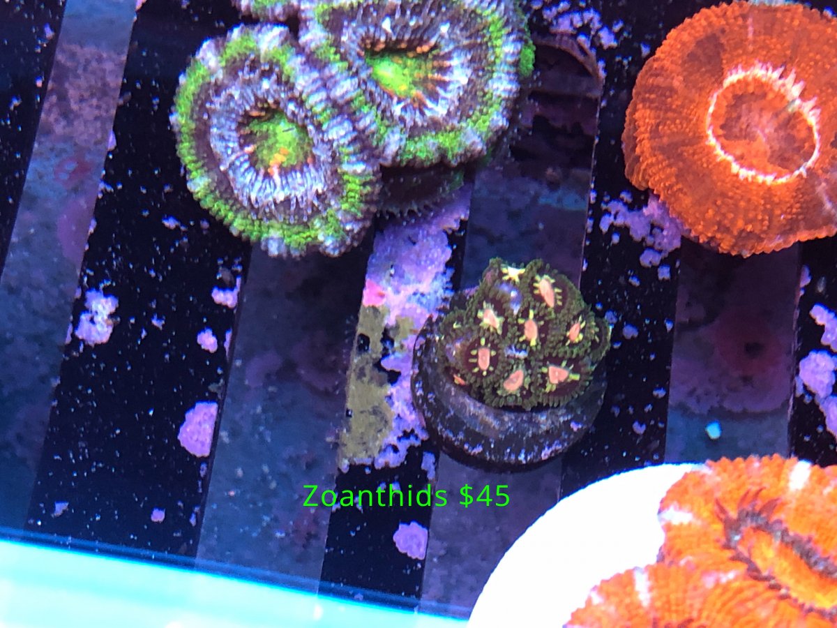 zoas.jpg