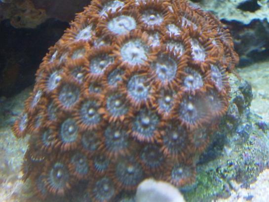 zoas.jpg