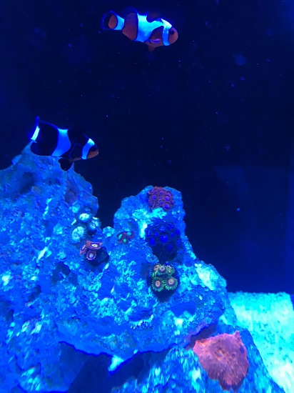 zoas.jpg