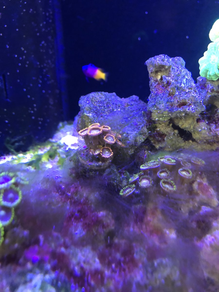Zoas.jpg