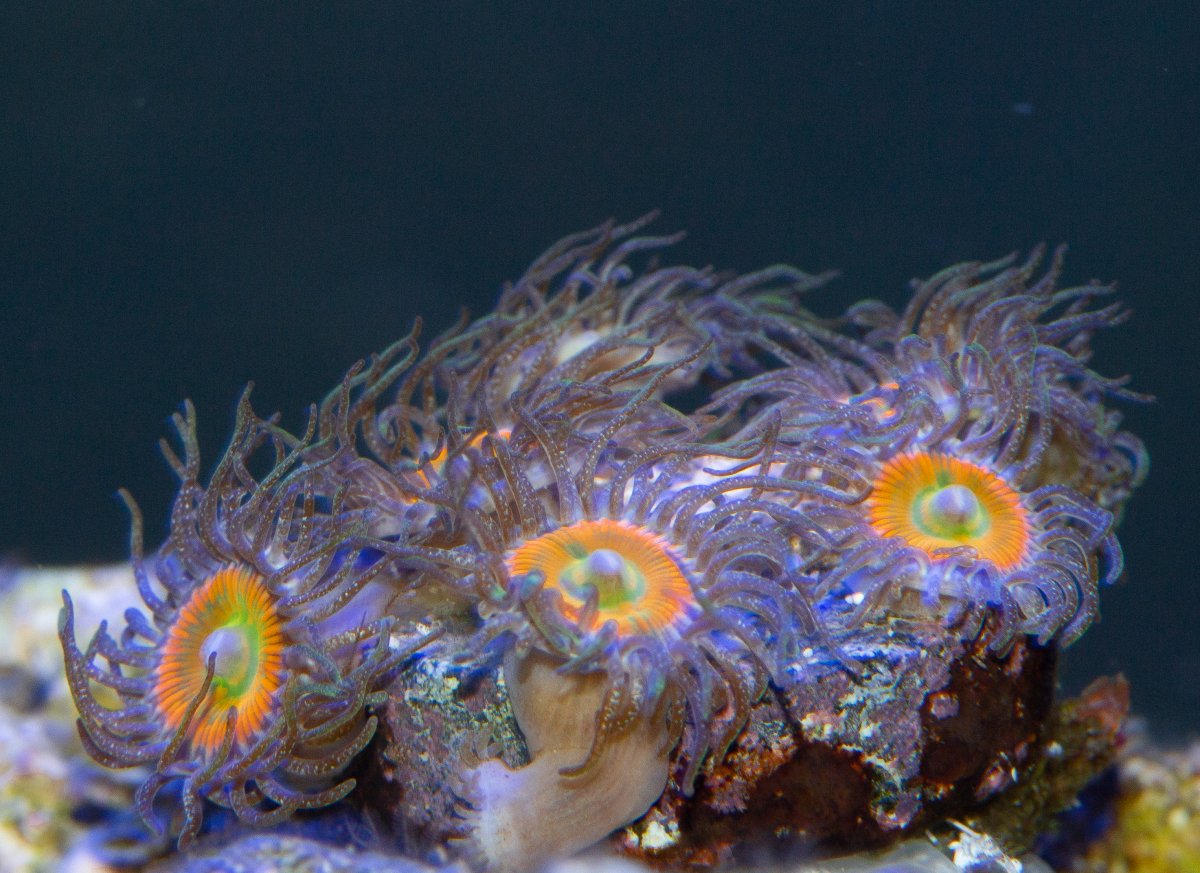 Zoas.jpg