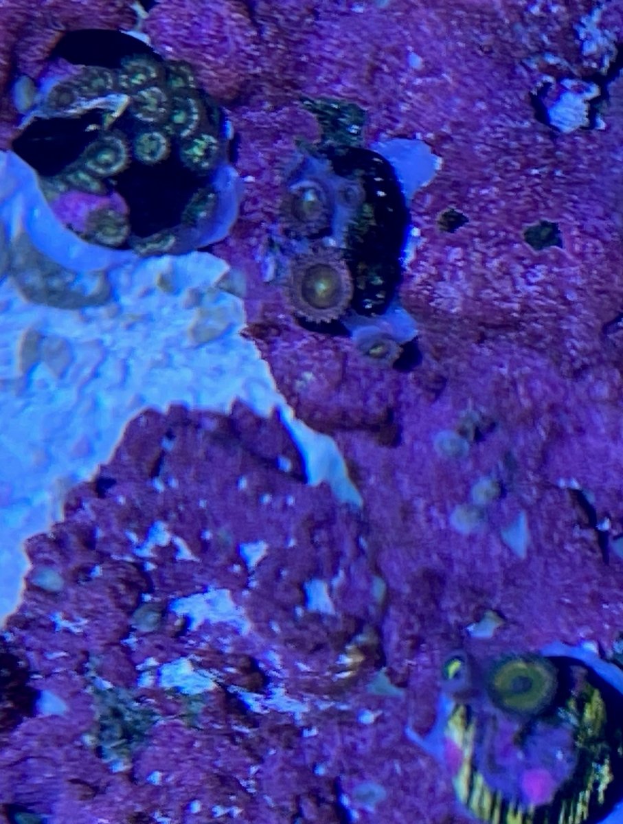 zoas.jpg