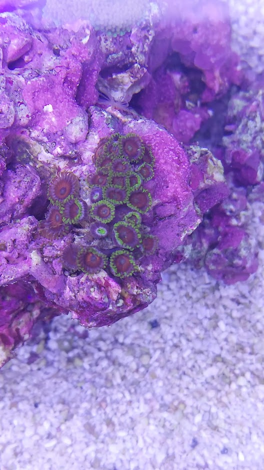 zoas.jpg