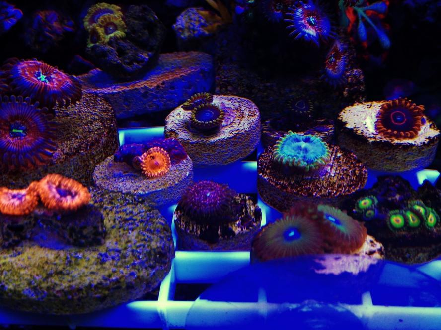 zoas.jpg
