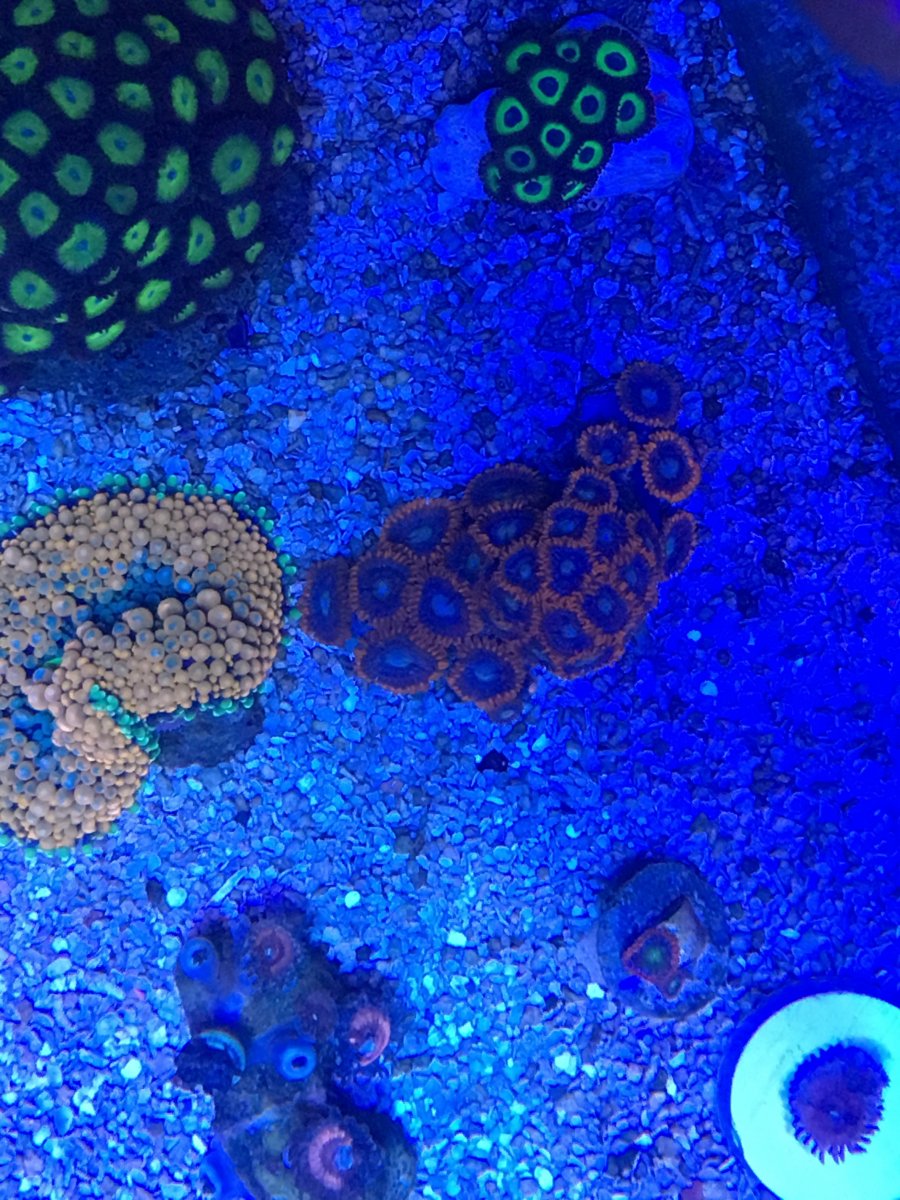 zoas.jpg