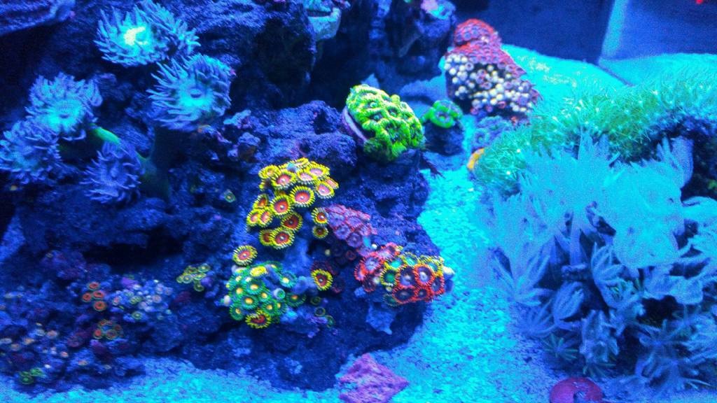 zoas.jpg
