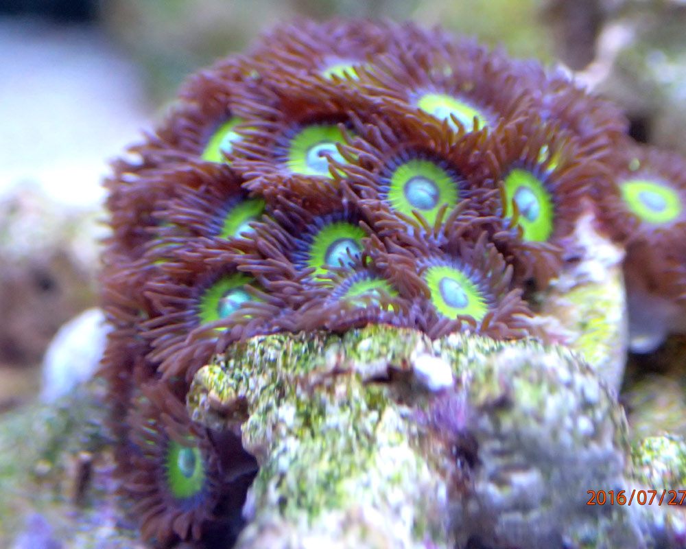 zoas.jpg