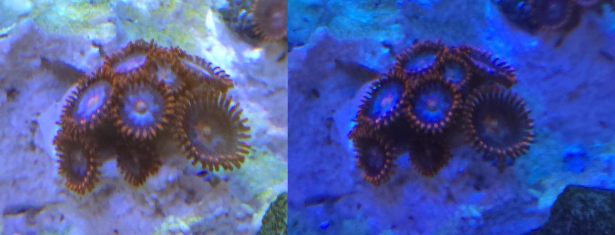 zoas.jpg