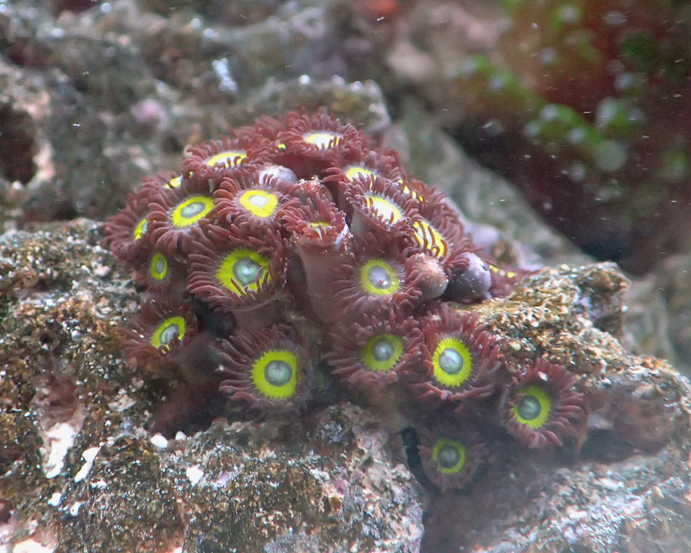 zoas.jpg