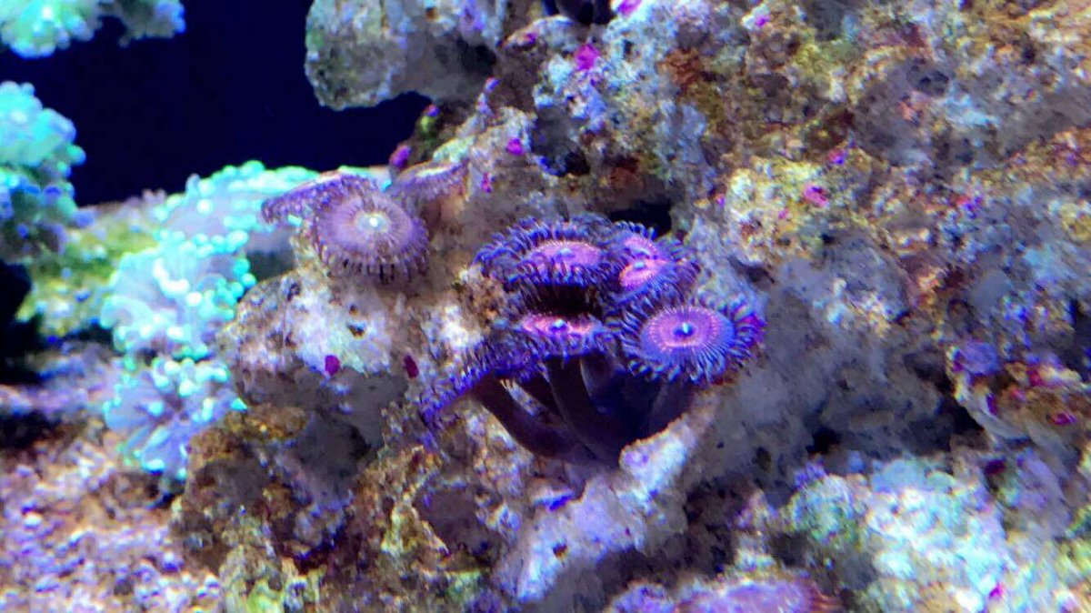 Zoas.jpg
