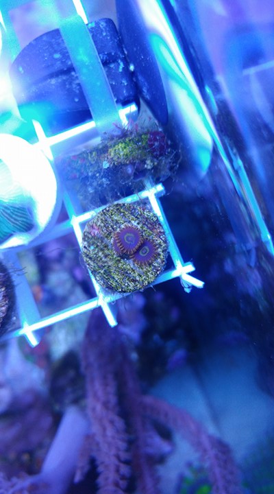 zoas.jpg