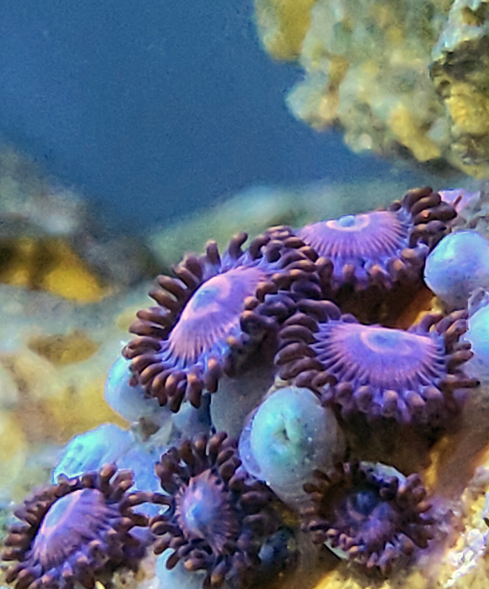 Zoas.png