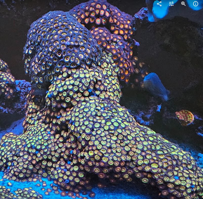 Zoas.png
