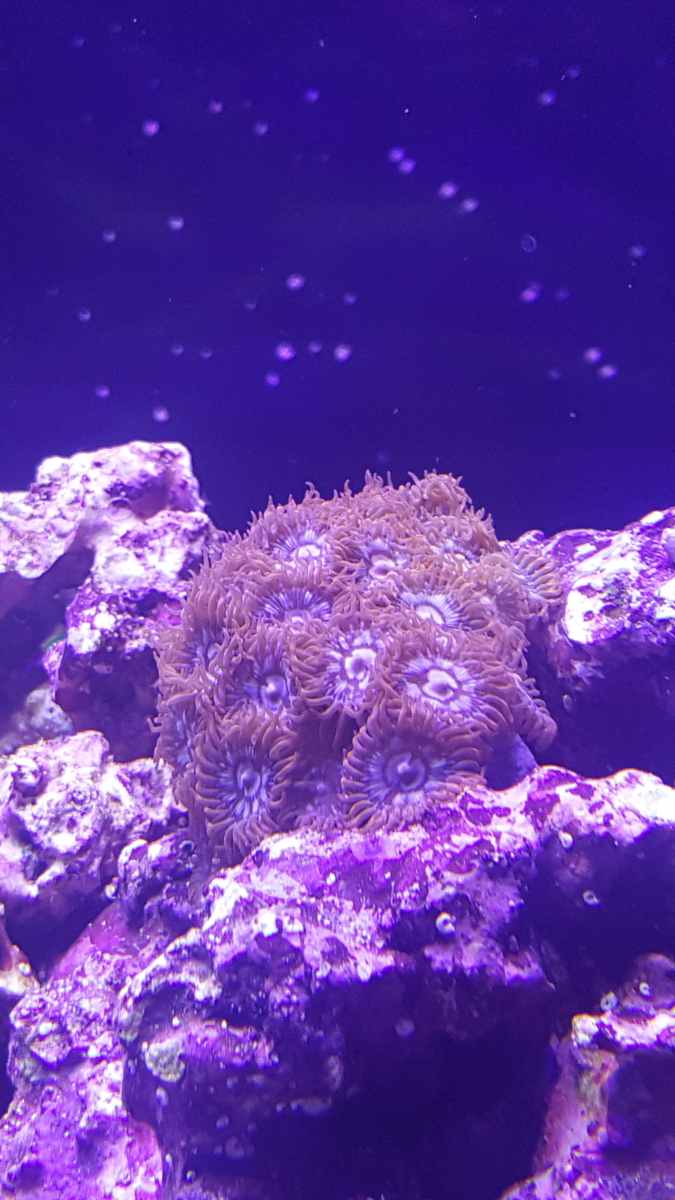 zoas.png