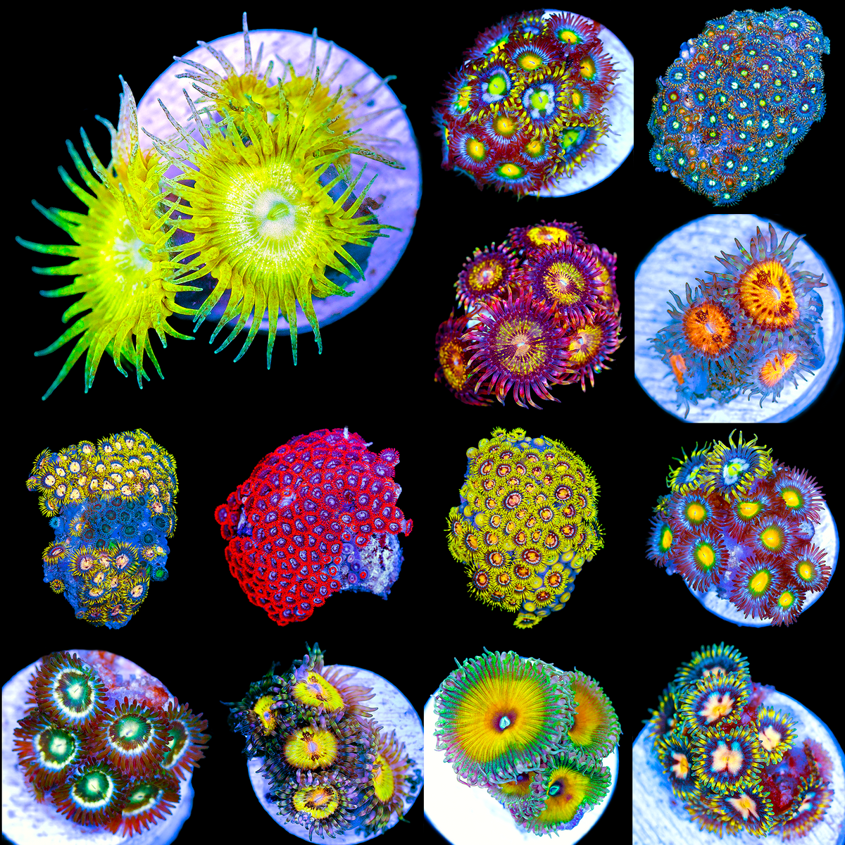 Zoas-teaser-038.png