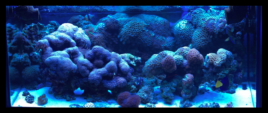 zoas under T5s.png