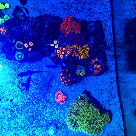 zoas1.jpeg