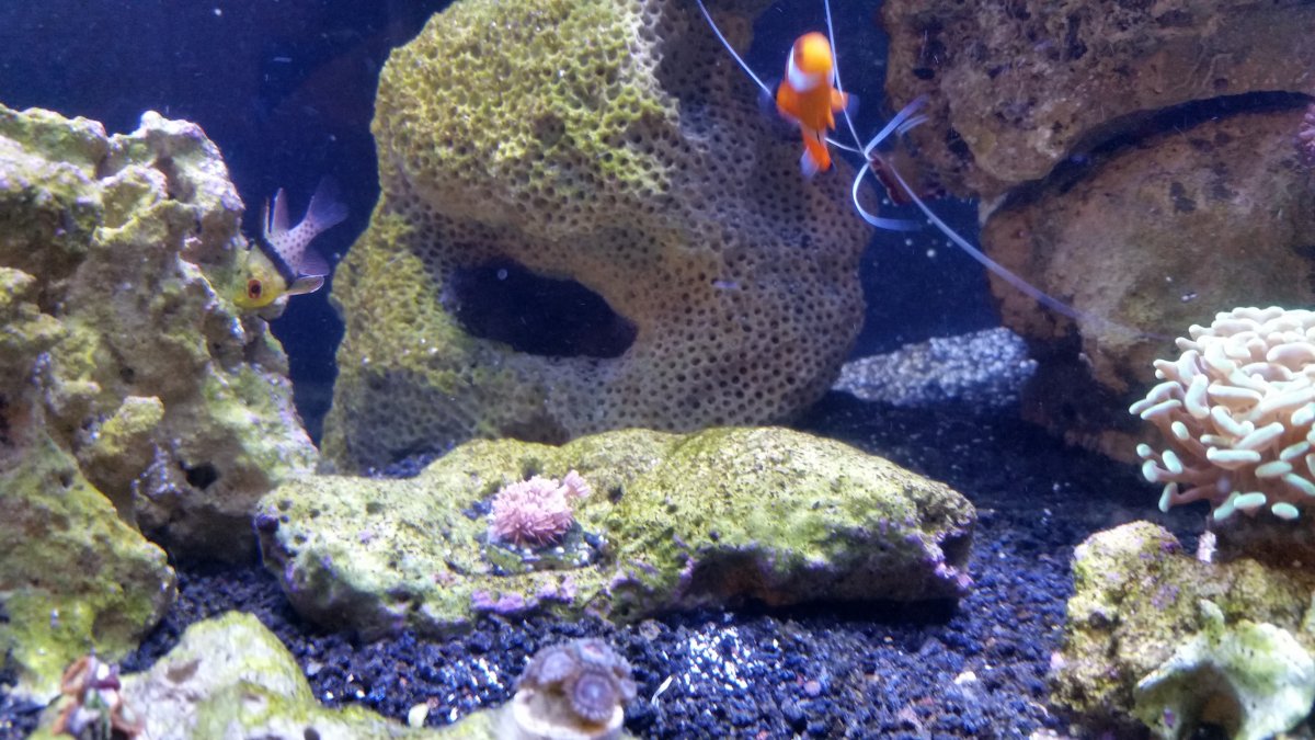 zoas1.jpg