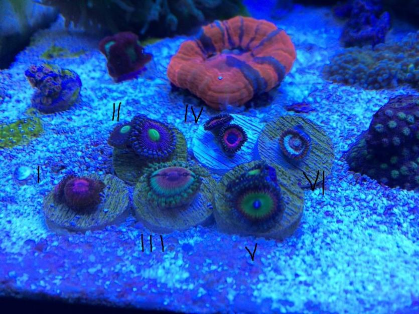 zoas1.jpg