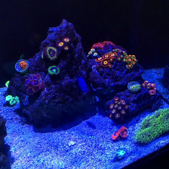 zoas2.jpeg