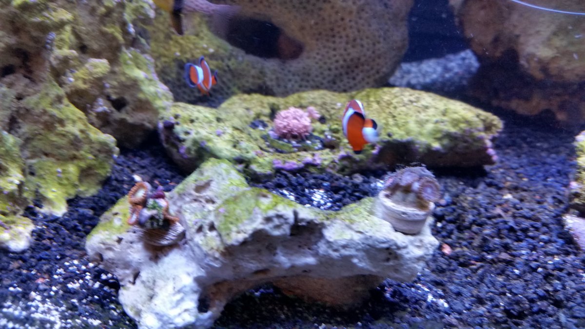 zoas2.jpg