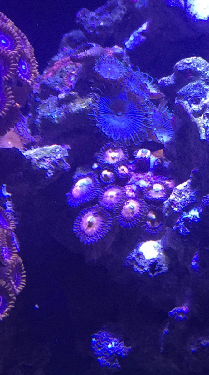 zoas2.png