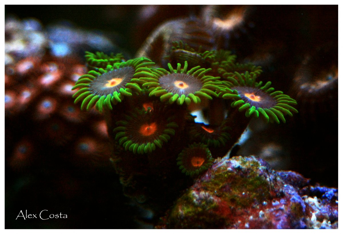 zoas5.jpg