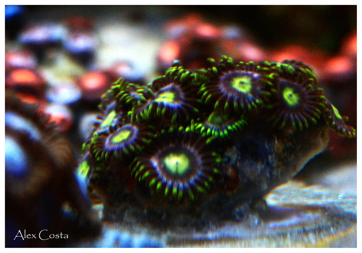 zoas6.jpg