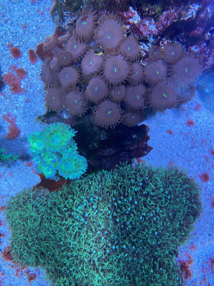 zoas_duncan_top_2024_12.jpeg