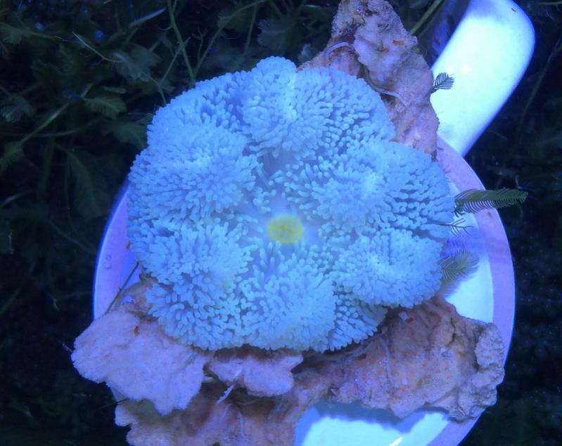 Przeszczep Zooxanthellae 3.jpg