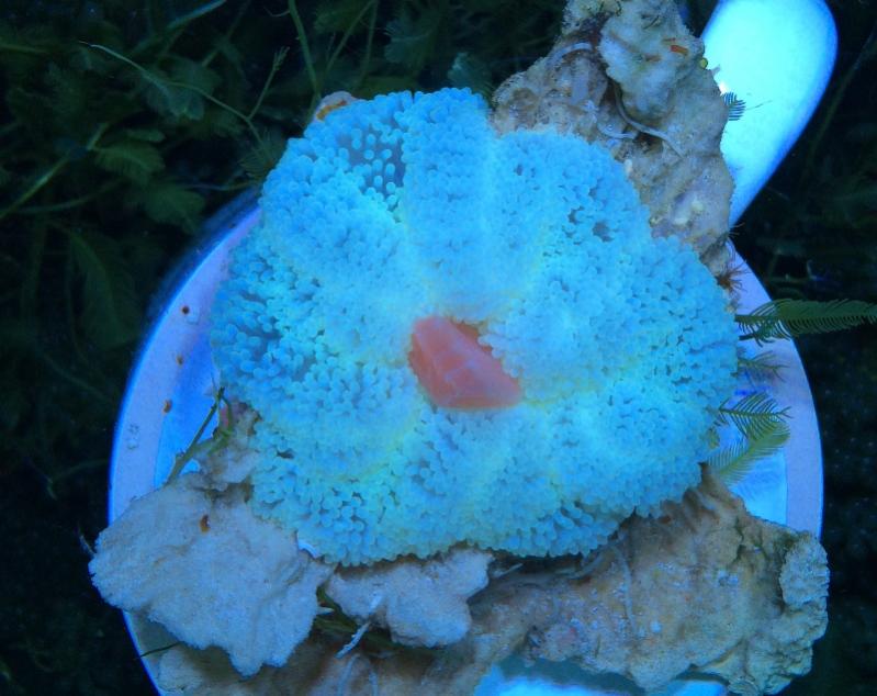 Przeszczep Zooxanthellae 4.jpg