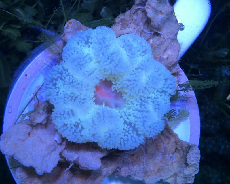 Przeszczep Zooxanthellae 5.jpg